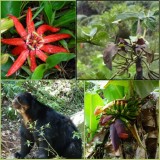 Coroico - un petit saut presque dans la jungle